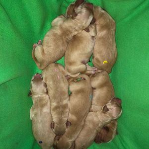 Hundezucht