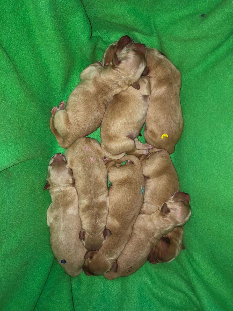 Hundezucht Hundezucht